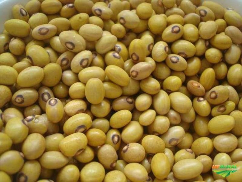 Feijão Bolinha 1kg Para Plantar ou Consumir + 10 outros tipos de sementes. Cortesia - Tatuapé Agro Sementes Imagem de Feijão Bolinha 1kg Para Plantar ou Consumir + 10 outros tipos de sementes. Cortesia