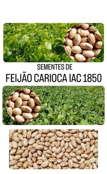 Feijão Carioca IAC 1850 - 1KG de Sementes - ISLA SEMENTES Imagem de Feijão Carioca IAC 1850 - 1KG de Sementes