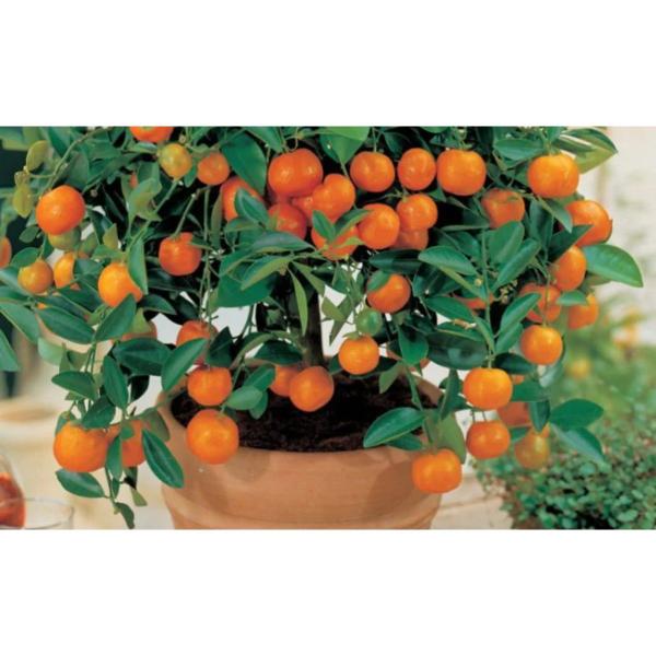 Imagem de Fertilizante Adubo 04 14 08 Para Plantio e Floração - 300g