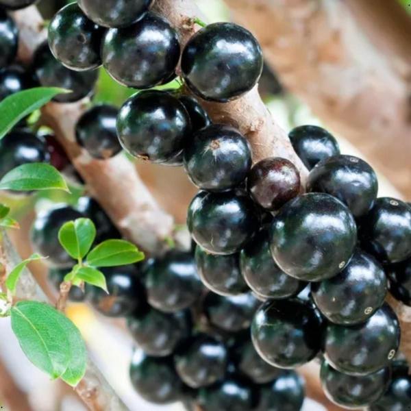 Imagem de Fertilizante Adubo Forth Jabuticabeiras 400g Jabuticaba