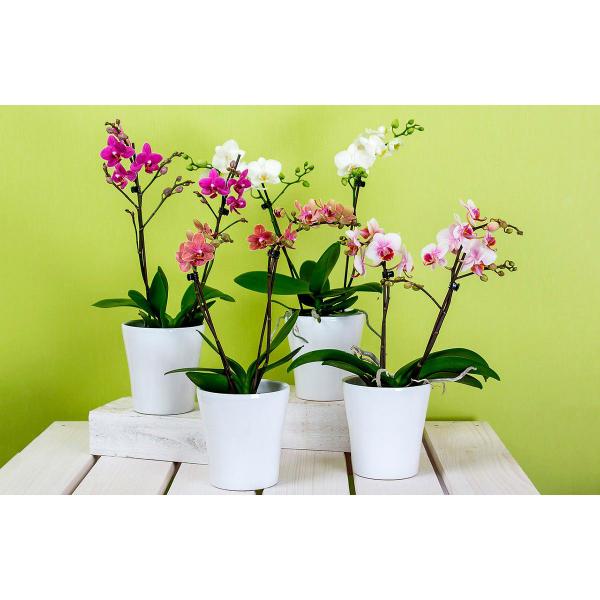 Fertilizante Foliar Maxxi Orquídeas Manutenção SPU 500ml - Eurobio Imagem de Fertilizante Foliar Maxxi Orquídeas Manutenção SPU 500ml