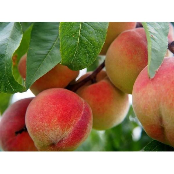 Imagem de Fertilizante Forth Frutas - Crescimento e Frutificação - 3kg - FORTH jardim