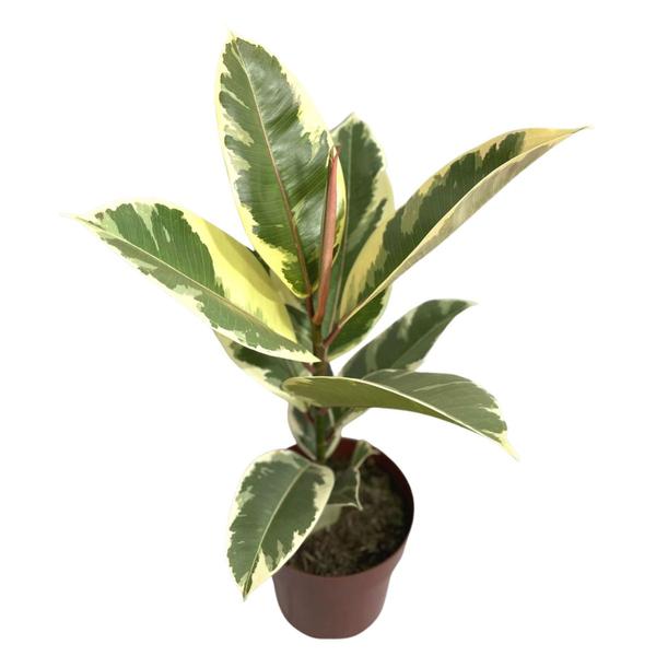 Imagem de Ficus Elástica Tineke Variegata P17 Planta Exótica E Rara