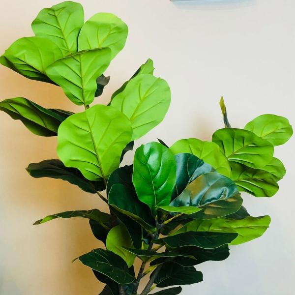 Fícus Lyrata Bambino Verde Artificial Sem Vaso Decoração - Agiani Shop Imagem de Fícus Lyrata Bambino Verde Artificial Sem Vaso Decoração