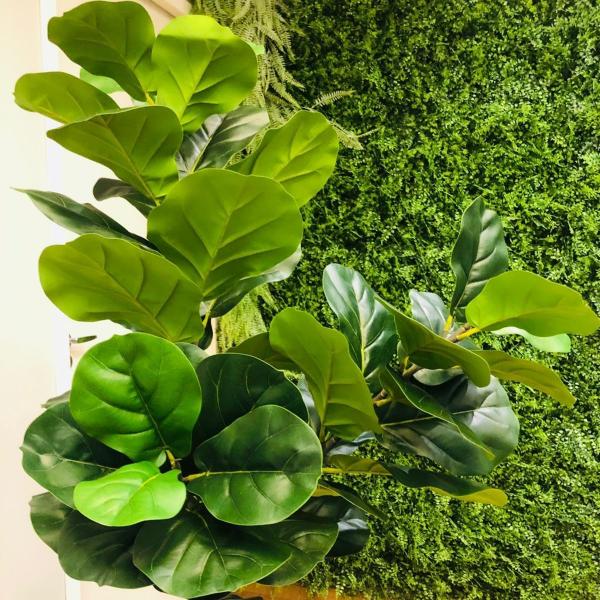Fícus Lyrata Bambino Verde Artificial Sem Vaso Decoração - Agiani Shop Imagem de Fícus Lyrata Bambino Verde Artificial Sem Vaso Decoração