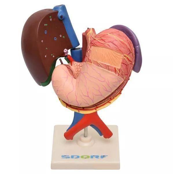 Imagem de Figado, Pâncreas, Baço E Duodeno, Anatomia