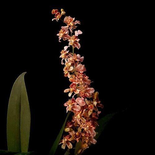 Imagem de Flor Orquídea Oncidium Twinkle Carijó Planta Adulta Exótica Rara Decoração Para Ambientes Jardins Ecológico Natural