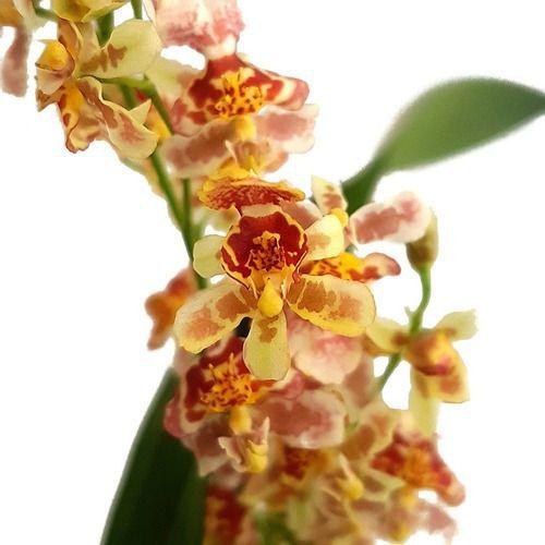 Imagem de Flor Orquídea Oncidium Twinkle Carijó Planta Adulta Exótica Rara Decoração Para Ambientes Jardins Ecológico Natural