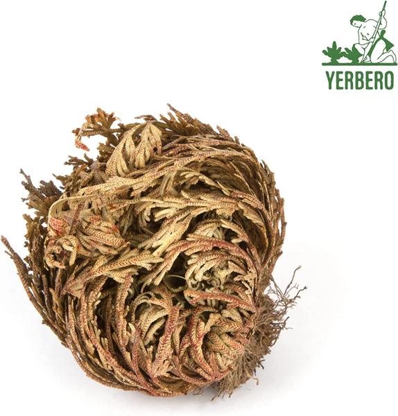 Imagem de Flor seca Yerbero Big Rose Jericho 6-9 cm, pacote com 10