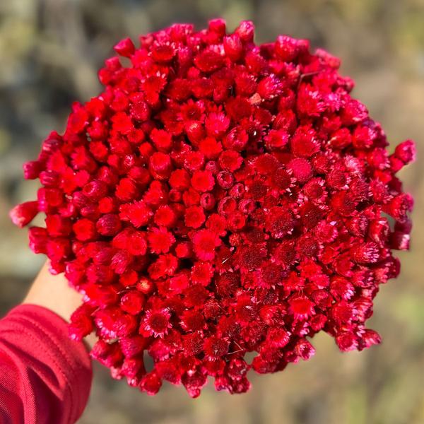 Imagem de Flores Sempre vivas  coloridas - Buquê Natural e Desidratado