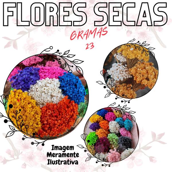 Imagem de Flores Sempre Vivas Seca Buque Decoraçao