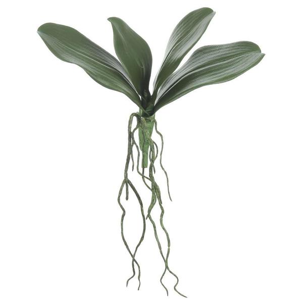 Imagem de Folha Orquidea Phalaenopsis Verde Com Raíz