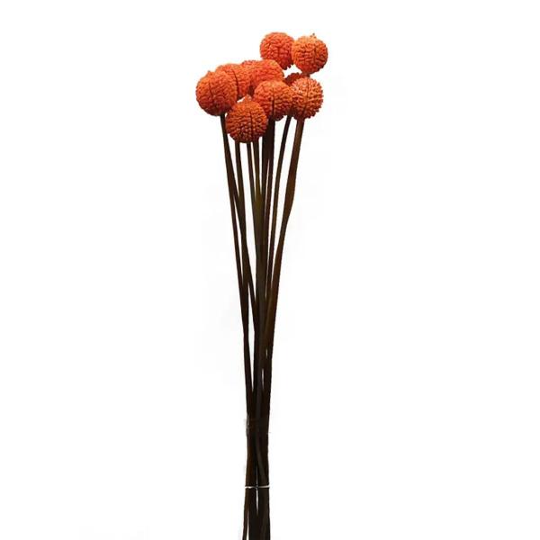 Folhagem Preservada Mutamba Laranja 50cm - PH FLORES Imagem de Folhagem Preservada Mutamba Laranja 50cm