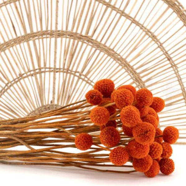 Folhagem Preservada Mutamba Laranja 50cm - PH FLORES Imagem de Folhagem Preservada Mutamba Laranja 50cm