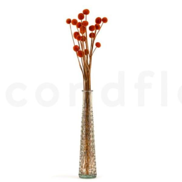 Folhagem Preservada Mutamba Laranja 50cm - PH FLORES Imagem de Folhagem Preservada Mutamba Laranja 50cm