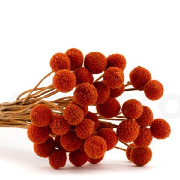 Folhagem Preservada Mutamba Laranja 50cm - PH FLORES Imagem de Folhagem Preservada Mutamba Laranja 50cm