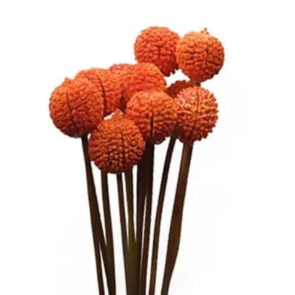 Folhagem Preservada Mutamba Laranja 50cm - PH FLORES Imagem de Folhagem Preservada Mutamba Laranja 50cm