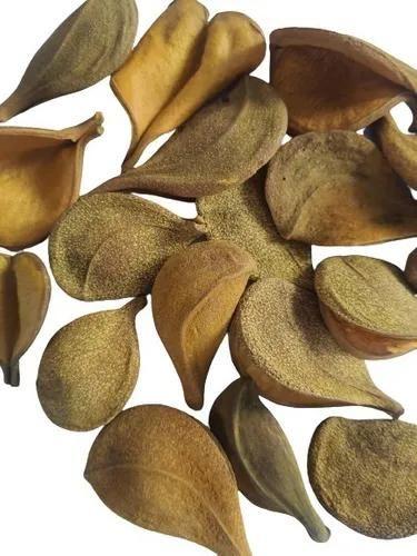 Folhas Secas Desidratadas Pereirinha Decoração Enfeite - Stop Flores Imagem de Folhas Secas Desidratadas Pereirinha Decoração Enfeite