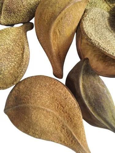 Folhas Secas Desidratadas Pereirinha Decoração Enfeite - Stop Flores Imagem de Folhas Secas Desidratadas Pereirinha Decoração Enfeite