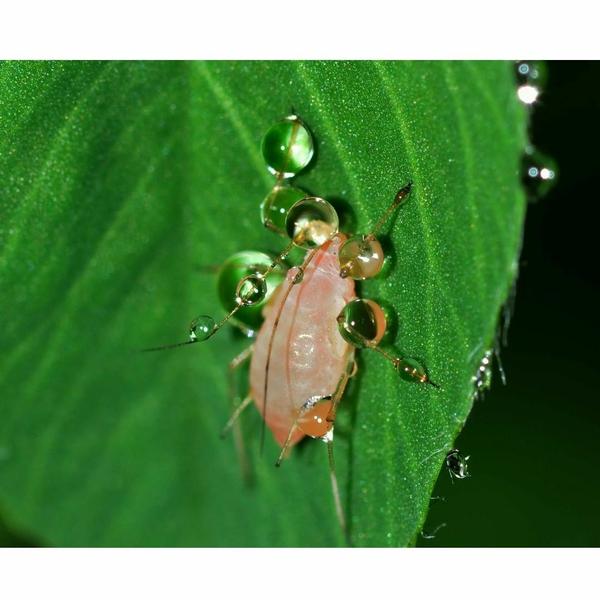 Imagem de Forth Defende Óleo De Neem Concentrado 30ml 