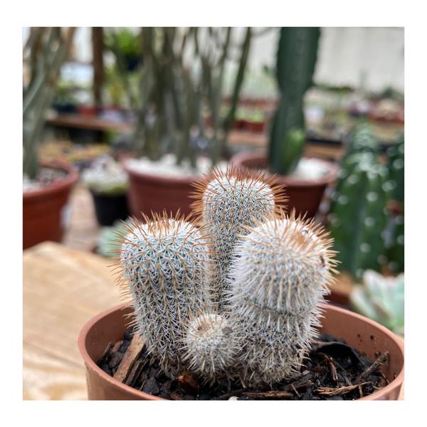 Imagem de Frailea Gracillima Planta Rara PT 06 Plantada No Vaso Para Colecionador