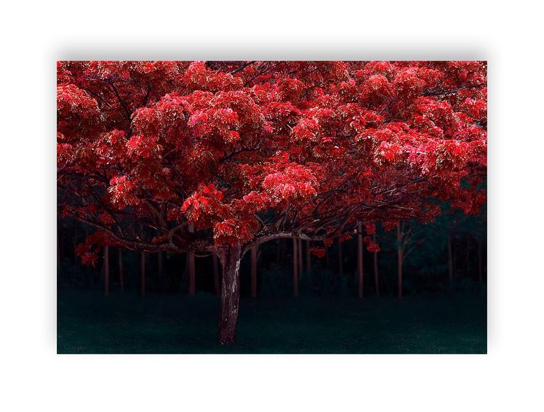 Fundo Fotográfico 2,20 x 1,50 - Dia das Mães Floresta Vermelha 091 - Via Cores Imagem de Fundo Fotográfico 2,20 x 1,50 - Dia das Mães Floresta Vermelha 091