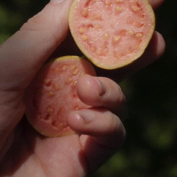 Imagem de Goiabada Cascão Cremosa Lata Tia Carla 800G (3 Latas)