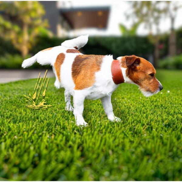 Grama Sintética 12mm (3m²) Petgarden 2,00m x 1,50m - BECSHOP ONLINE Imagem de Grama Sintética 12mm (3m²) Petgarden 2,00m x 1,50m