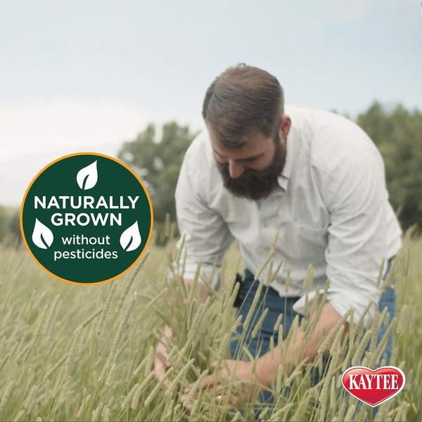 Imagem de Hay Kaytee All Natural Timothy para cobaias 5,44 kg