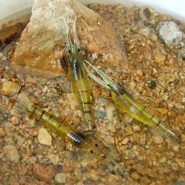 Imagem de Iscas de Camarão Artificial - 10 Peças - Simulação Realista para Pesca