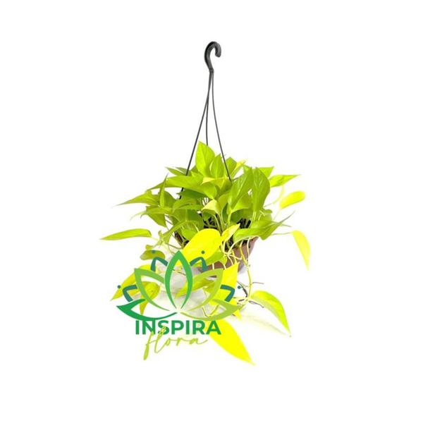 Jiboia Limão Epipremnum Aureum Neon Pendente - Inspira Flora Imagem de Jiboia Limão Epipremnum Aureum Neon Pendente