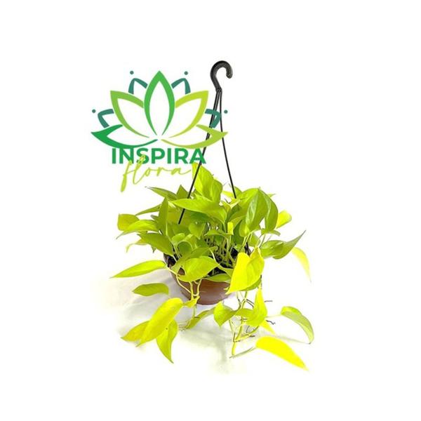 Jiboia Limão Epipremnum Aureum Neon Pendente - Inspira Flora Imagem de Jiboia Limão Epipremnum Aureum Neon Pendente