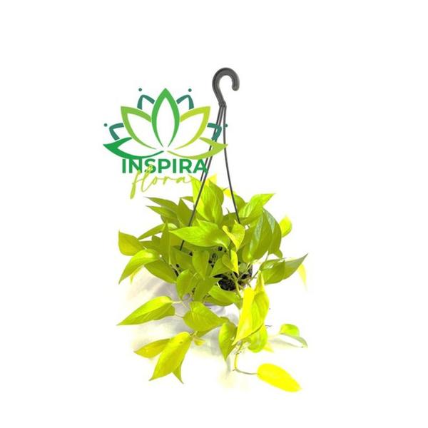 Jiboia Limão Epipremnum Aureum Neon Pendente - Inspira Flora Imagem de Jiboia Limão Epipremnum Aureum Neon Pendente