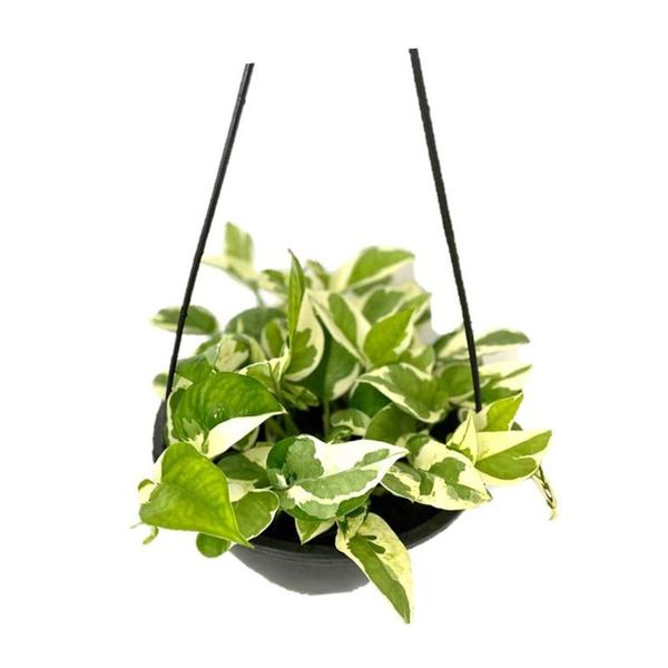 Jiboia Njoy Branca Variegata Pendente - Inspira Flora Imagem de Jiboia Njoy Branca Variegata Pendente