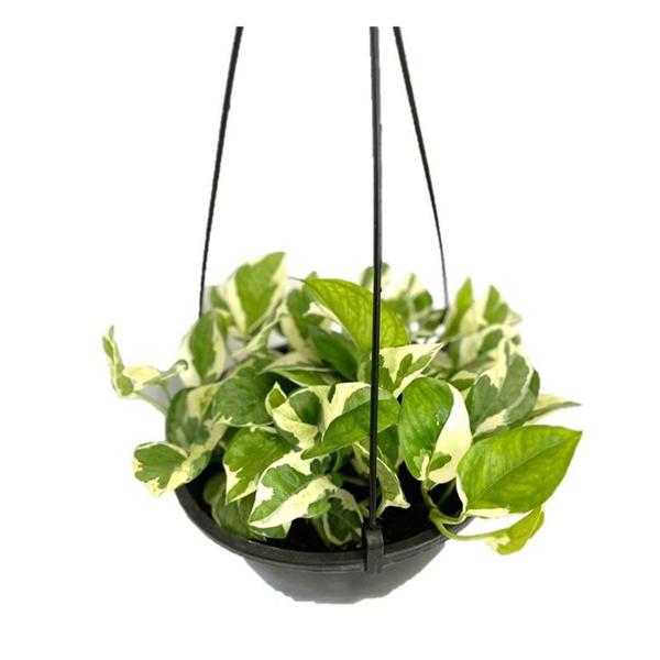 Jiboia Njoy Branca Variegata Pendente - Inspira Flora Imagem de Jiboia Njoy Branca Variegata Pendente