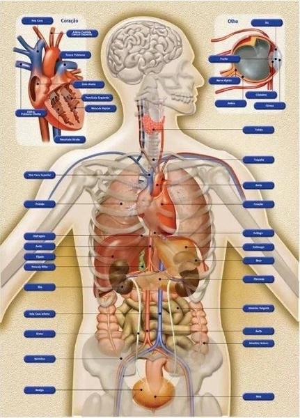 Imagem de Jogo Anatomia Grow