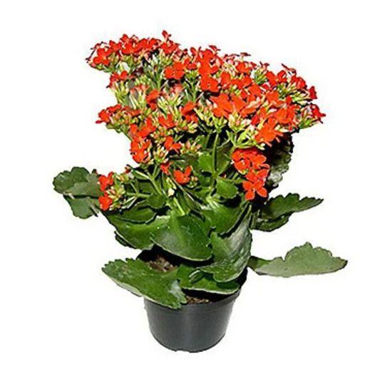 Imagem de Kalanchoe Cores Variadas - Caixa com 10 unidades