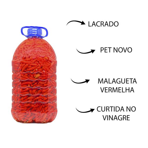 Kit 02 Pimenta Malagueta Vermelha Miuda 5 Lts Ki-Pimenta MG Imagem de Kit 02 Pimenta Malagueta Vermelha Miuda 5 Lts Ki-Pimenta MG