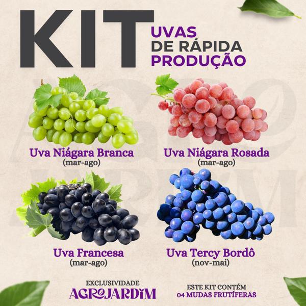 Imagem de Kit 04 Mudas de Uva de Rápida Produção