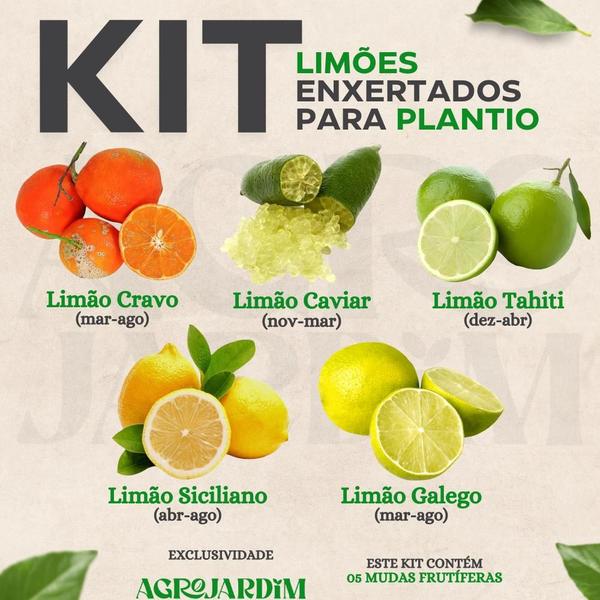 Imagem de Kit 05 Mudas de Limão Enxertado Para Plantio