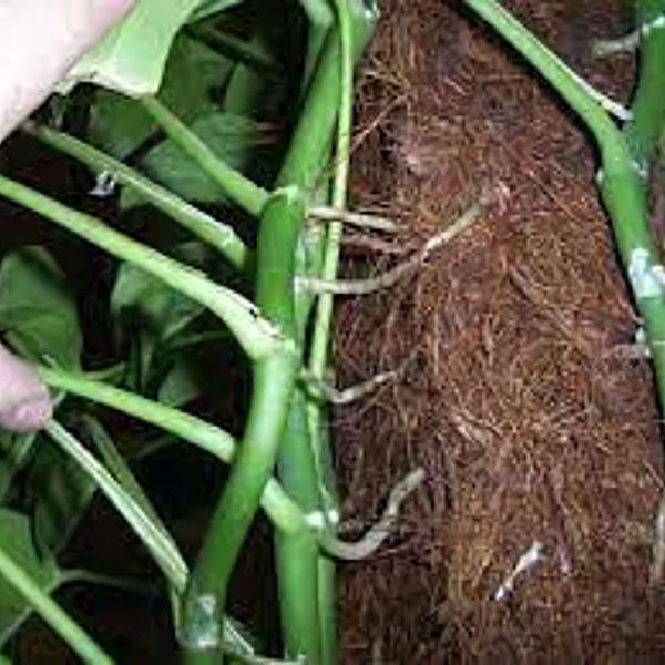 Imagem de Kit 06 Estacas Fibra De Coco Guia Para Raiz Das Plantas