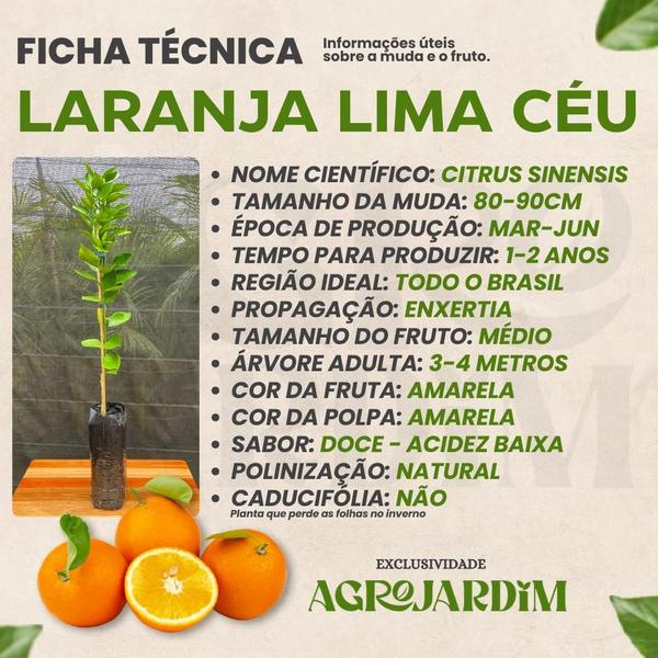 Imagem de Kit 06 Mudas de Laranja Para Produzir o Ano Inteiro