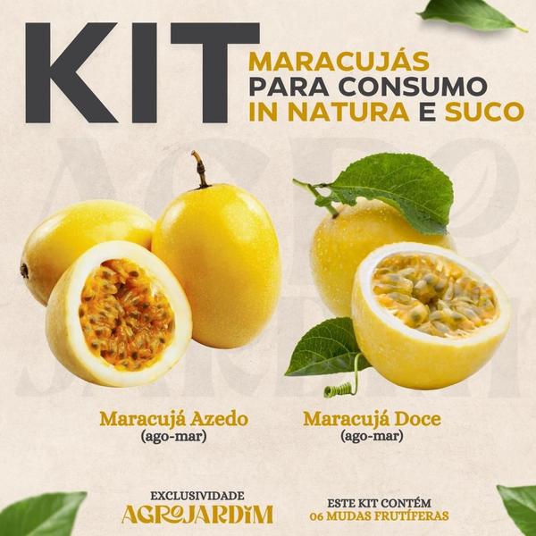Kit 06 Mudas de Maracujá Para Consumo - AgroJardim Imagem de Kit 06 Mudas de Maracujá Para Consumo