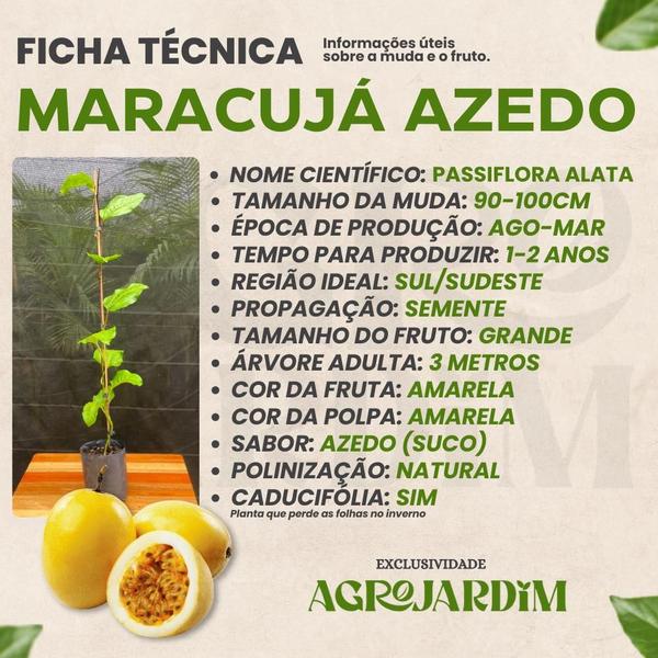 Kit 06 Mudas de Maracujá Para Consumo - AgroJardim Imagem de Kit 06 Mudas de Maracujá Para Consumo