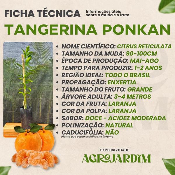 Imagem de Kit 06 Mudas de Tangerina Para Produzir o Ano Inteiro