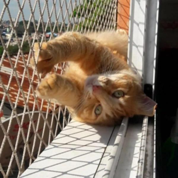 Kit 1.00x1.00 Telas e Redes de Proteção Malha 3x3 Para Gatos em Janelas - Luana Redes Imagem de Kit 1.00x1.00 Telas e Redes de Proteção Malha 3x3 Para Gatos em Janelas