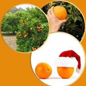 Kit 1 Champanhe 1 Lima 1 Natal Mudas Enxertadas - Gardencitrus Imagem de Kit 1 Champanhe 1 Lima 1 Natal Mudas Enxertadas