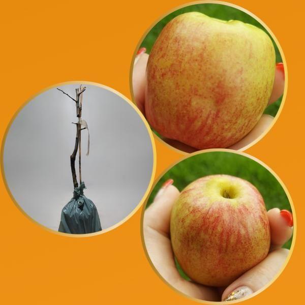 Kit 1 Gala 1 Julieta 1 Eva Mudas de Maça Enxertadas - Gardencitrus Imagem de Kit 1 Gala 1 Julieta 1 Eva Mudas de Maça Enxertadas