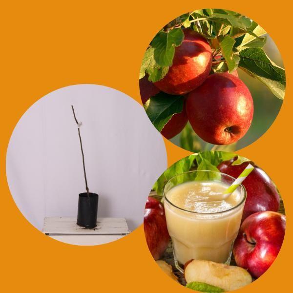 Kit 1 Gala 1 Julieta 1 Eva Mudas de Maça Enxertadas - Gardencitrus Imagem de Kit 1 Gala 1 Julieta 1 Eva Mudas de Maça Enxertadas