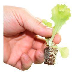 Kit 10 Bandejas Sementeira para produção de Mudas 15 Células - Nutriplan Imagem de Kit 10 Bandejas Sementeira para produção de Mudas 15 Células